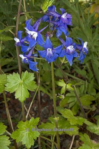 delphinium bakeri 1 graphic